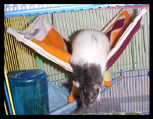 hammock_kaly2.jpg