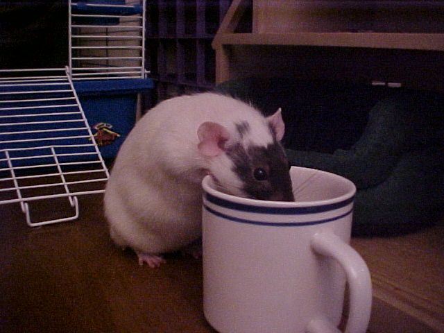 ceres_drinkingmug.jpg